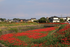 彼岸花のカーブ　矢勝川