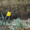スイセン　荒地に咲く