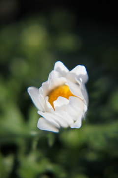 白いお花　やっとお目覚めですな