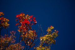 紅葉　待ちきれず