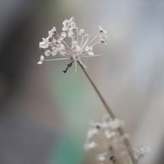 お散歩途中にて　