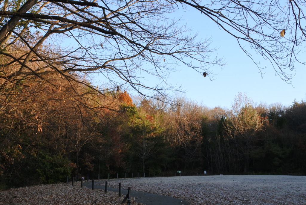 朝の公園　寒々...