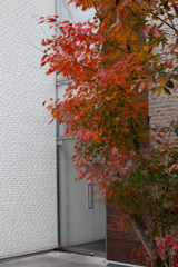 紅葉　緑から赤へ