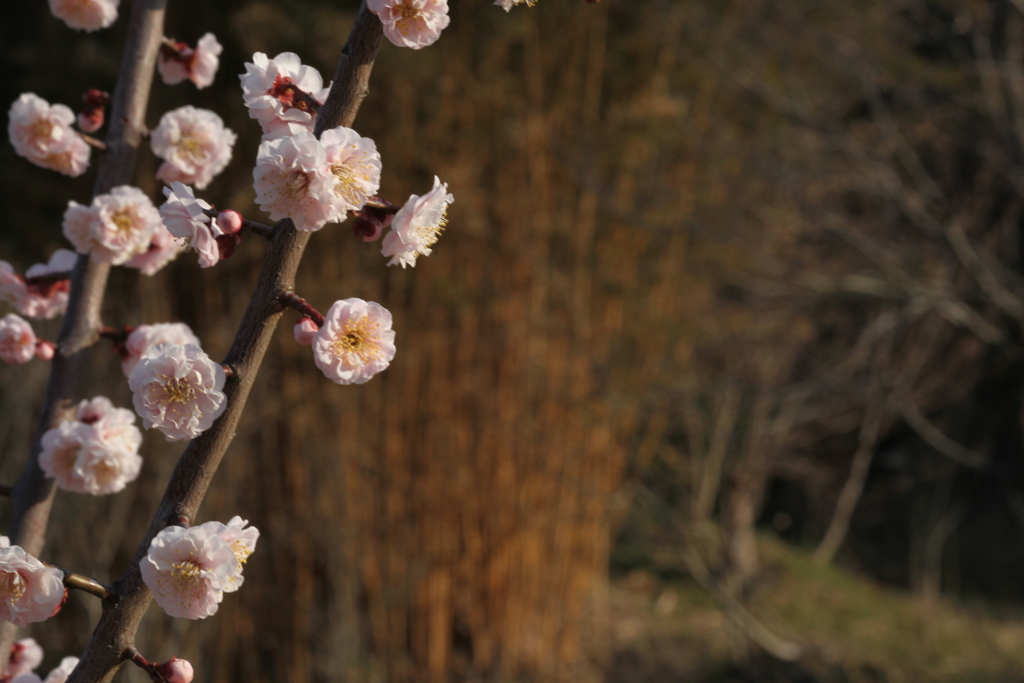 竹梅　いつもの公園