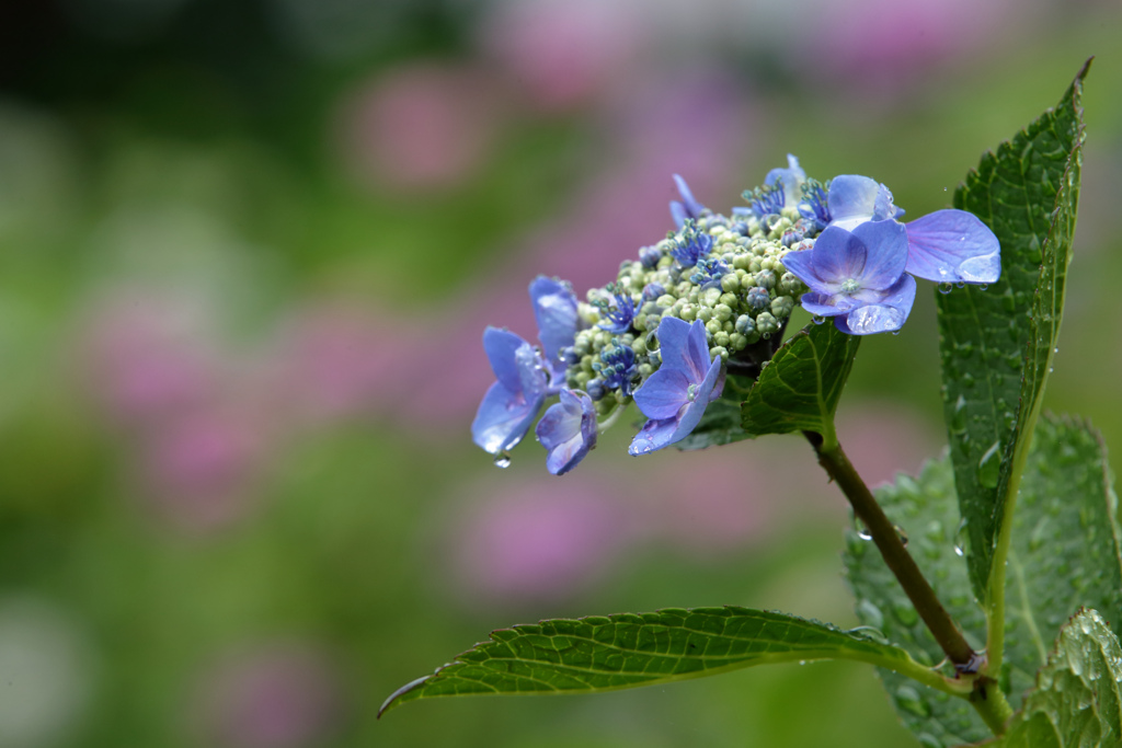 紫陽花　㊵
