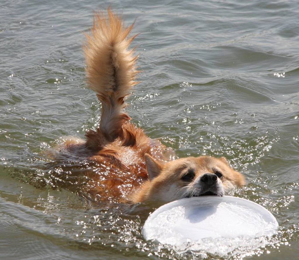 コロン君すいすい泳いでる♪