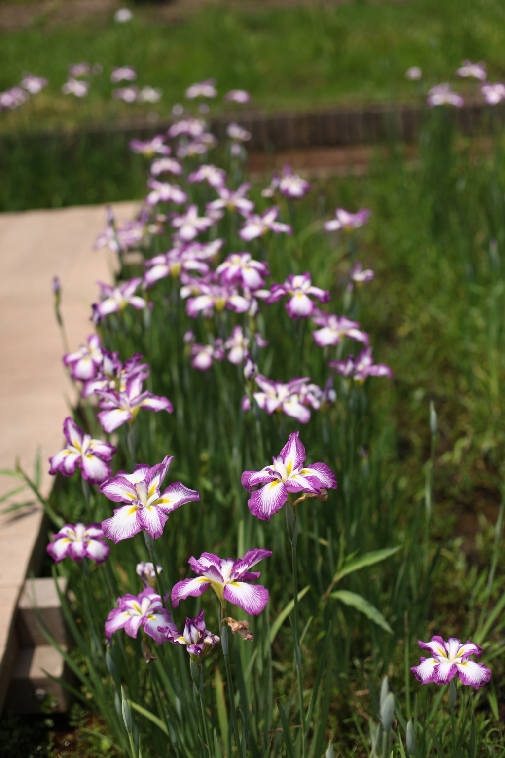 お花　大高緑地公園