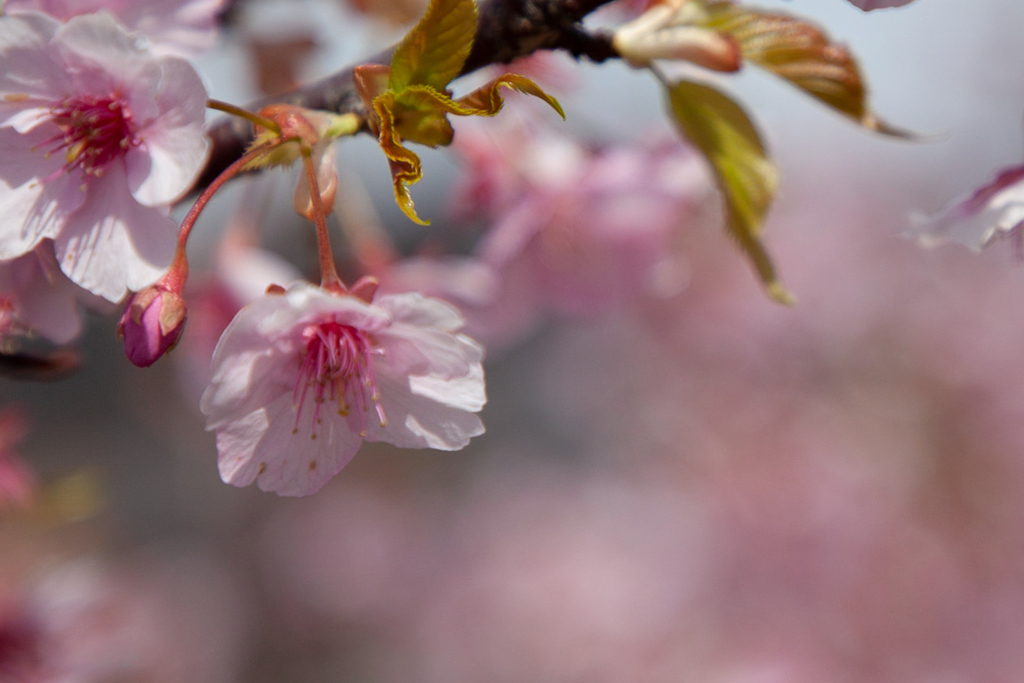 河津桜