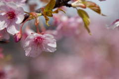 河津桜