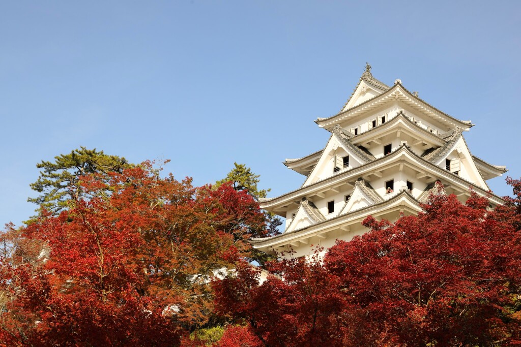 郡上八幡城　紅葉