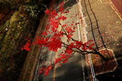 紅葉　on the road.