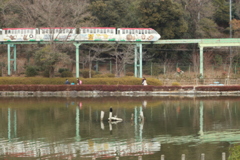 東山動植物園　モノレールと上池