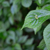 花筏　東山植物園