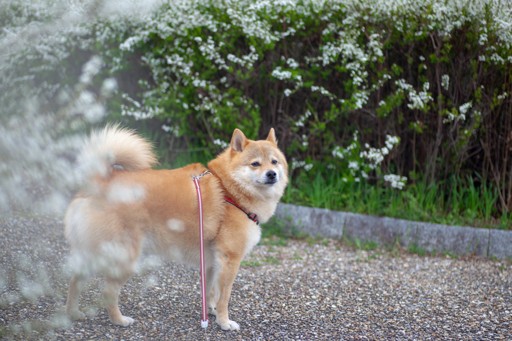 前ボケ修行中シリーズ　コロン君(笑)