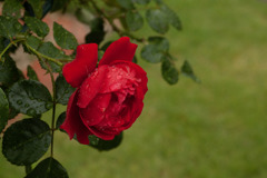 赤い薔薇　in the rain