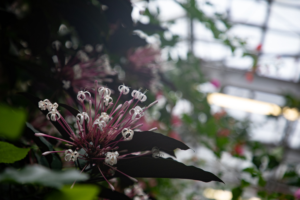 クレロデンドルム・クアドリロクラレ　冬の花火④