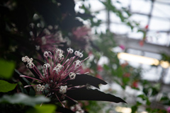 クレロデンドルム・クアドリロクラレ　冬の花火④