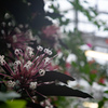クレロデンドルム・クアドリロクラレ　冬の花火④