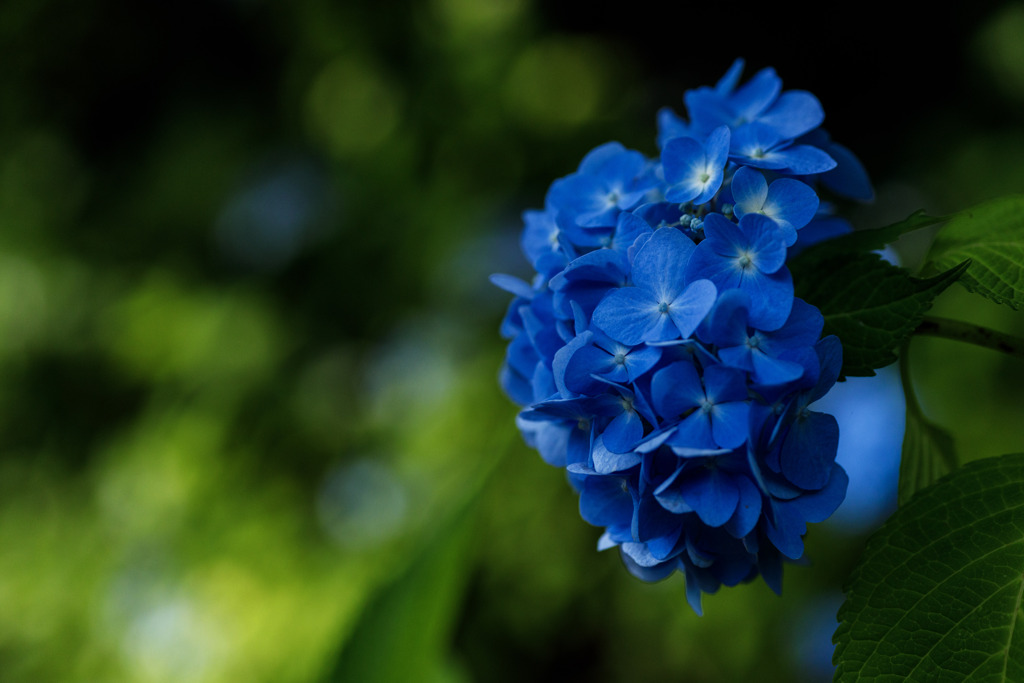 紫陽花　㉘　雨よ、降ってくれ〜