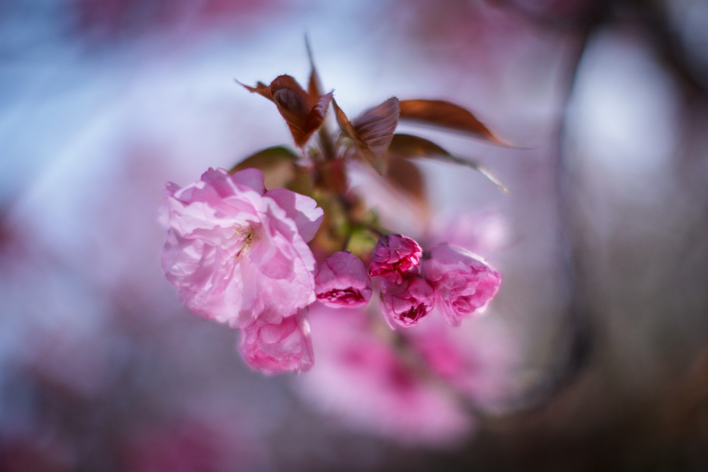 八重桜　⑪