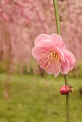 梅　雨の農業センター　その②