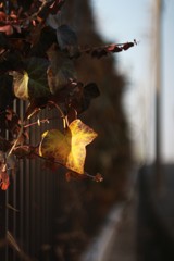葉っぱ　朝日をあびて