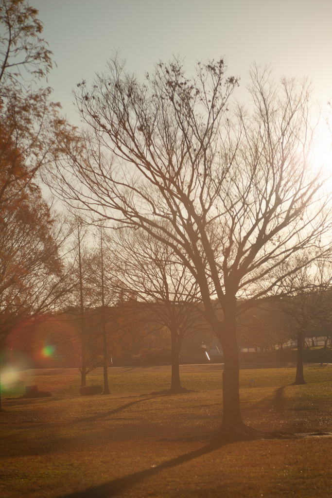 いつもの公園　逆光　