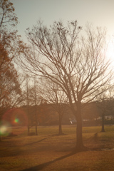 いつもの公園　逆光　