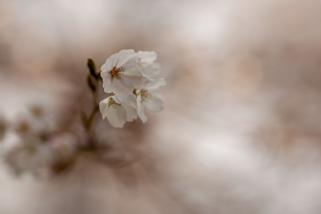 桜　二分咲②