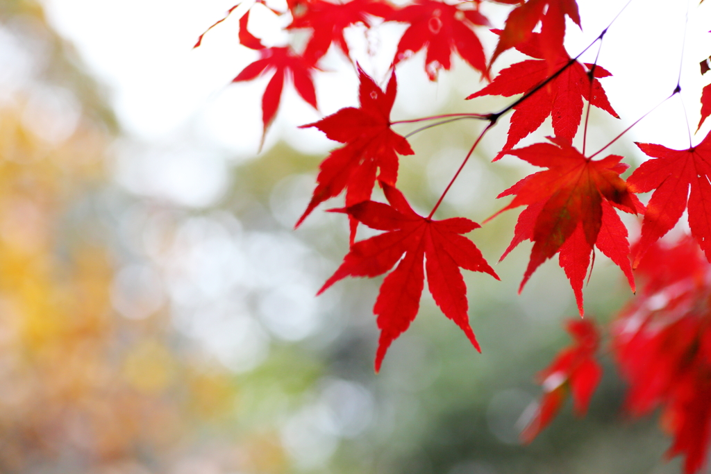 東山植物園　紅葉①