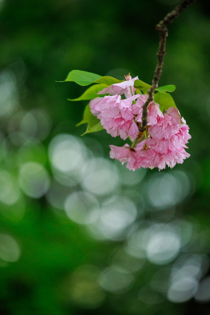 八重桜