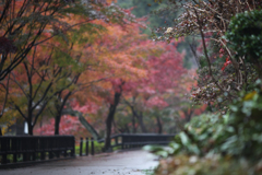 雨の紅葉　その②　東山動植物園