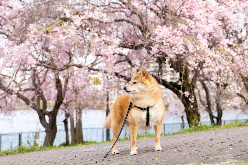 コロン君と桜　再仕上げ　プリント用