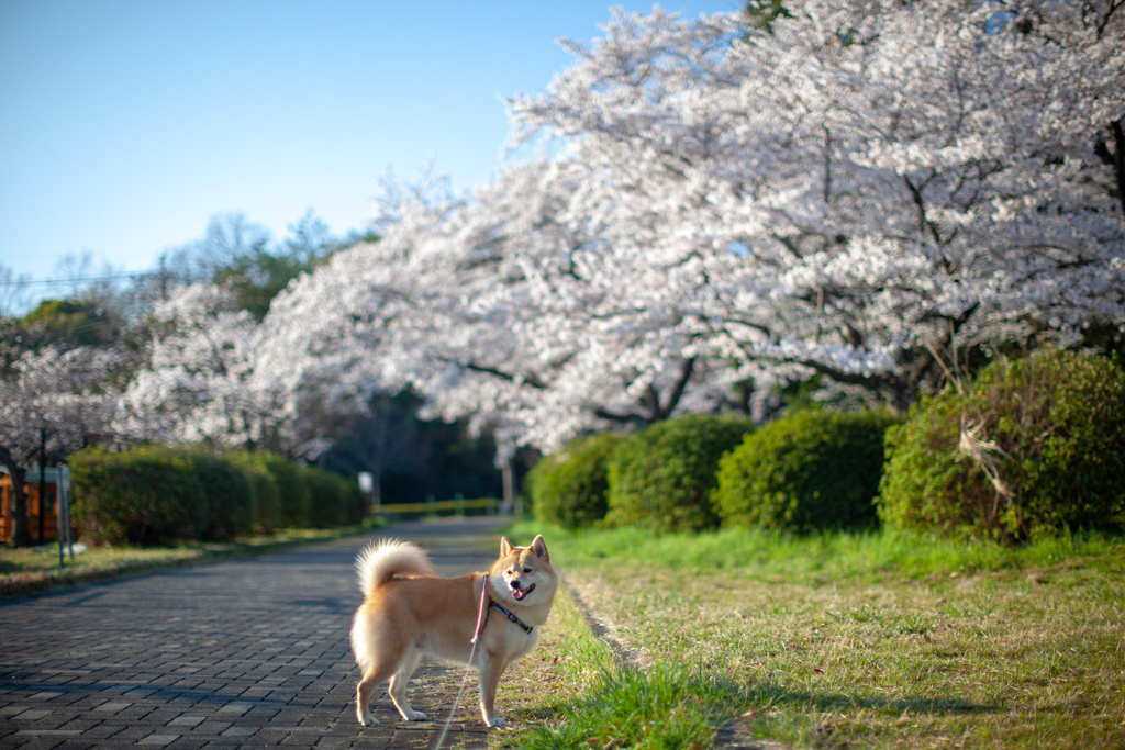 満開～　名古屋の平和公園