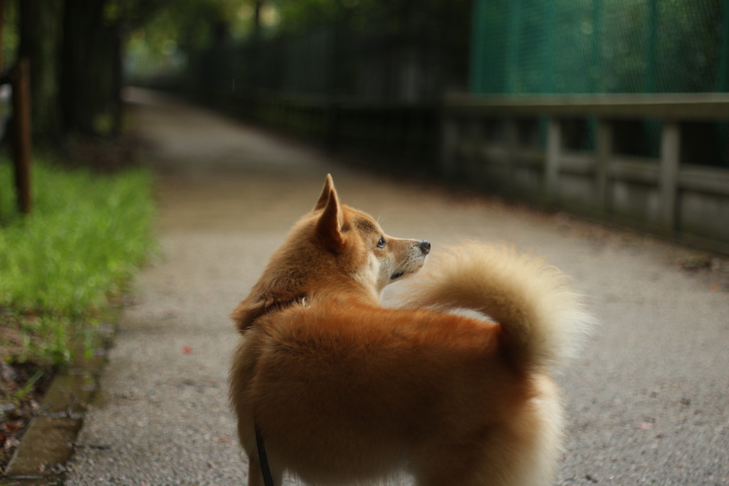 コロン君　小雨のお散歩　東山動物園側道