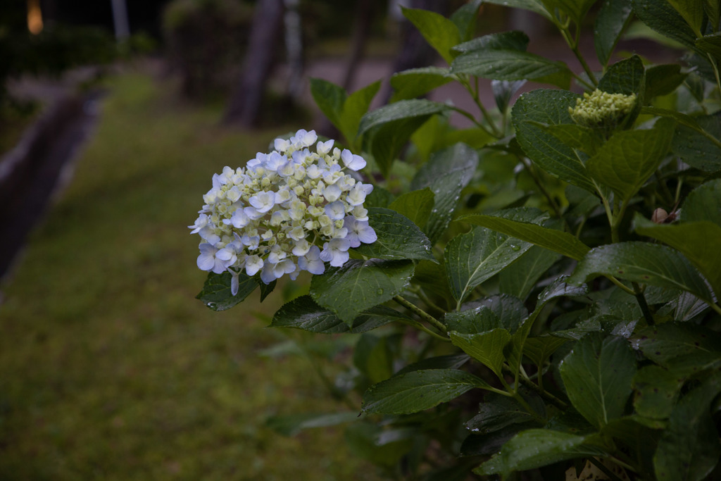 あじさい　㊶