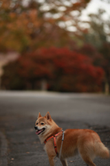 大高緑地公園　紅葉