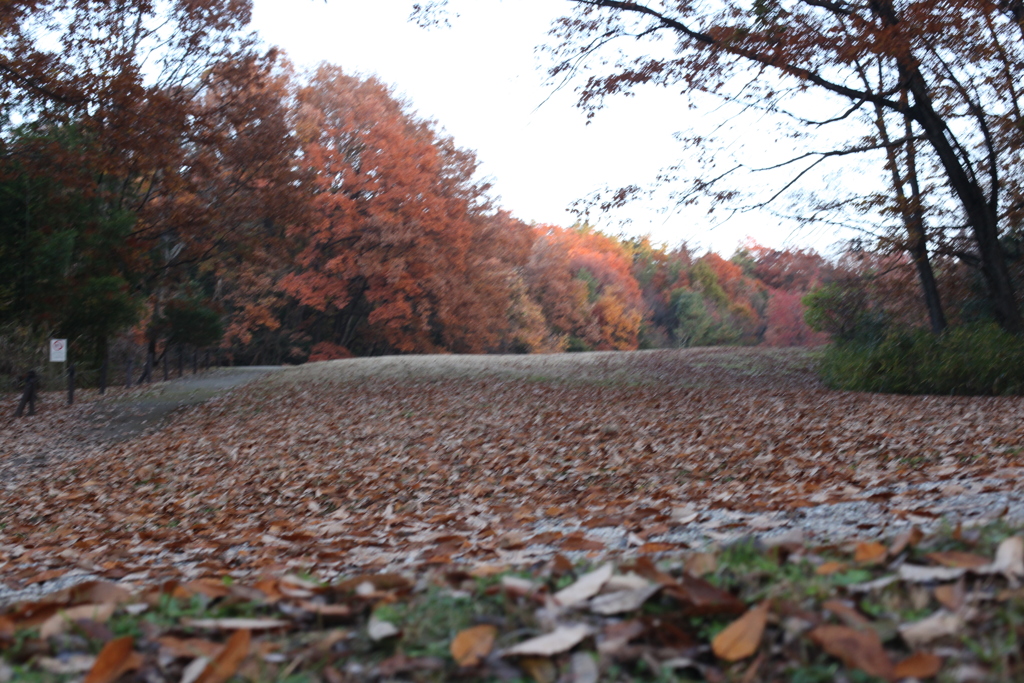 いつ公園の公園