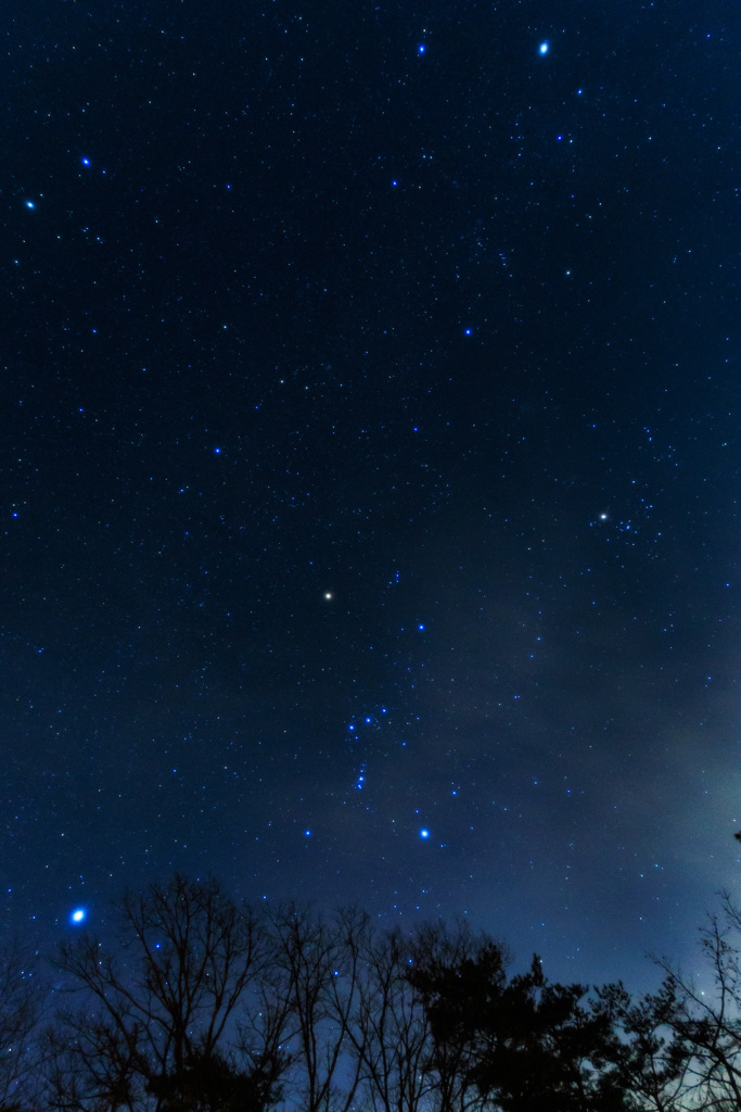 森で見上げる夜空