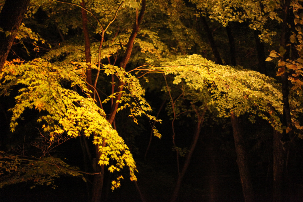 東山植物園　紅葉ライトアップその③