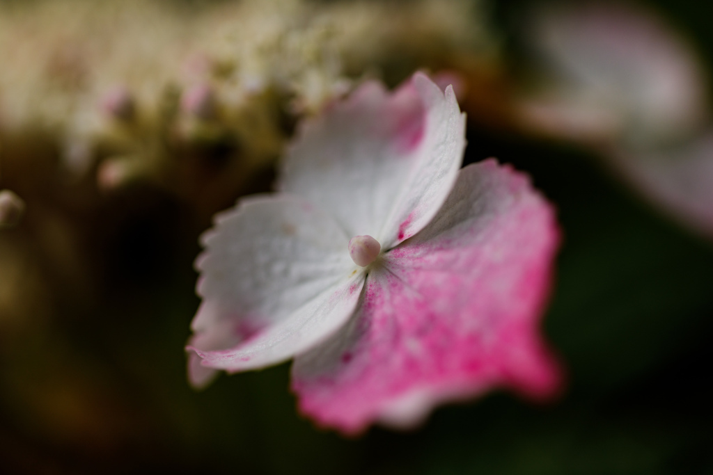 紫陽花　⑬