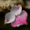 紫陽花　⑬