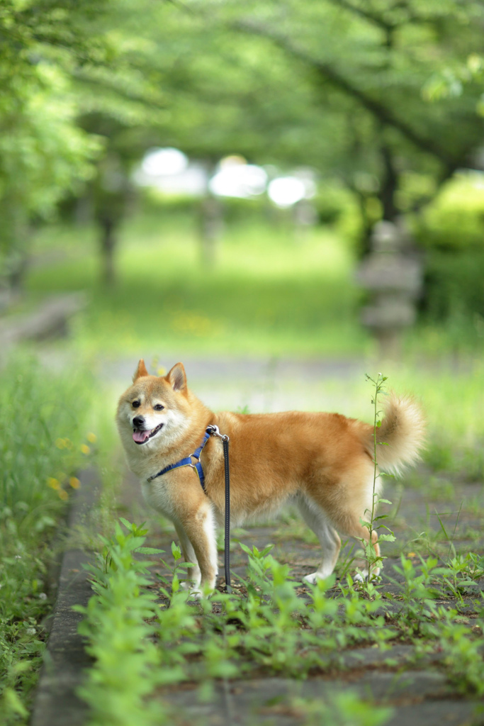 コロン君　緑の中