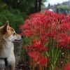 彼岸花とにらめっこ