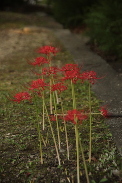 彼岸花と苔