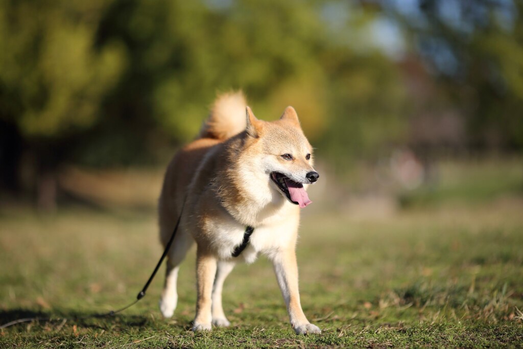 コロン君　秋晴れの公園