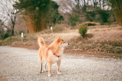 フィルムでコロン君　ＮＩＫＯＮ　ＦＥ