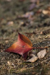 紅葉終盤　葉っぱ