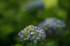 紫陽花　④