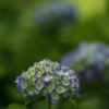 紫陽花　④